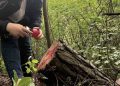 Tăieri ilegale de arbori și deversări de ape uzate, depistate în raionul Florești