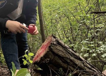Tăieri ilegale de arbori și deversări de ape uzate, depistate în raionul Florești