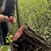 Tăieri ilegale de arbori și deversări de ape uzate, depistate în raionul Florești