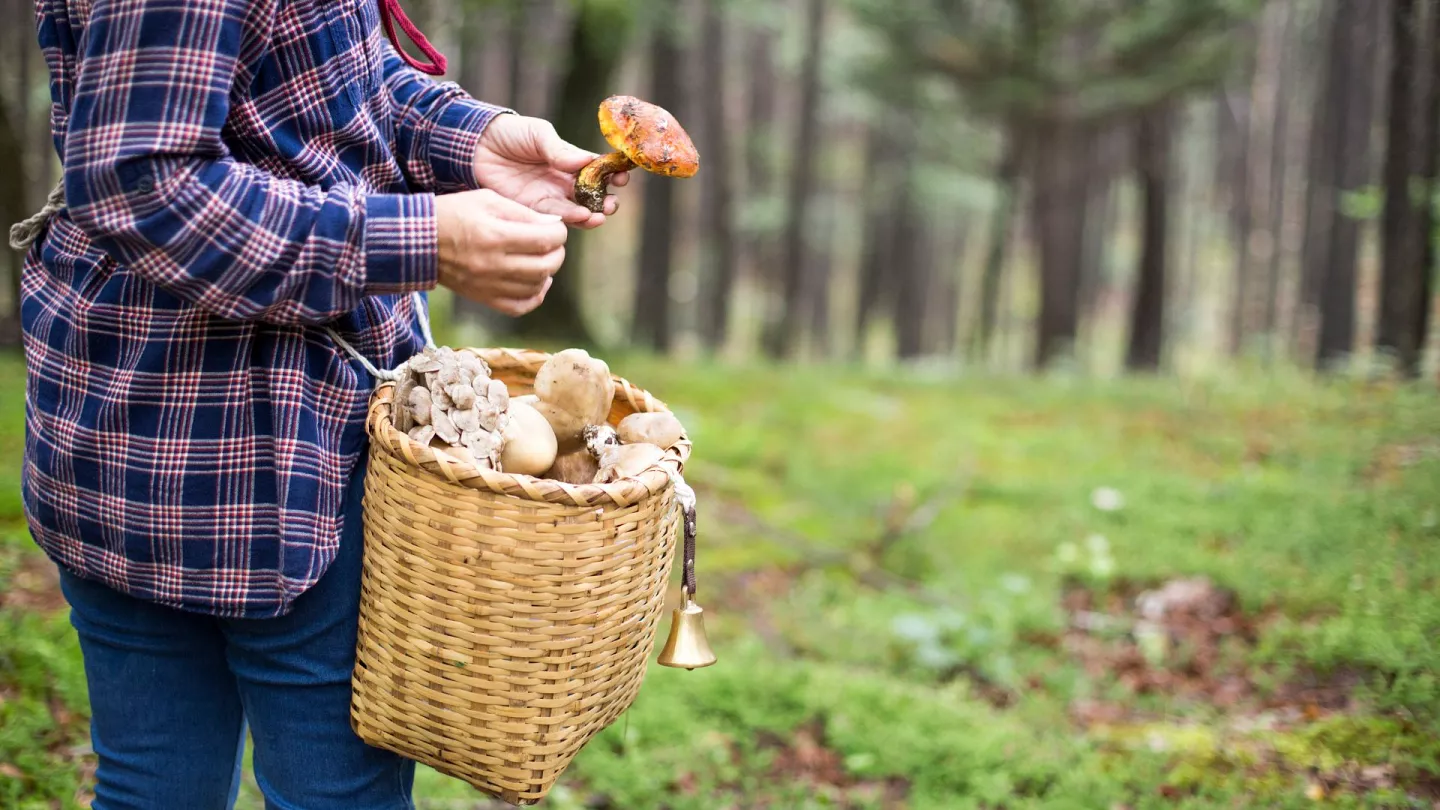 A început sezonul de recoltare a ciupercilor sălbatice. Ce recomandă ANSA pentru a evita intoxicațiile