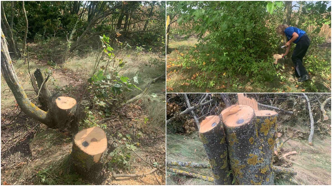VIDEO // 129 de arbori, tăiați ilegal în trei localități din raionul Drochia