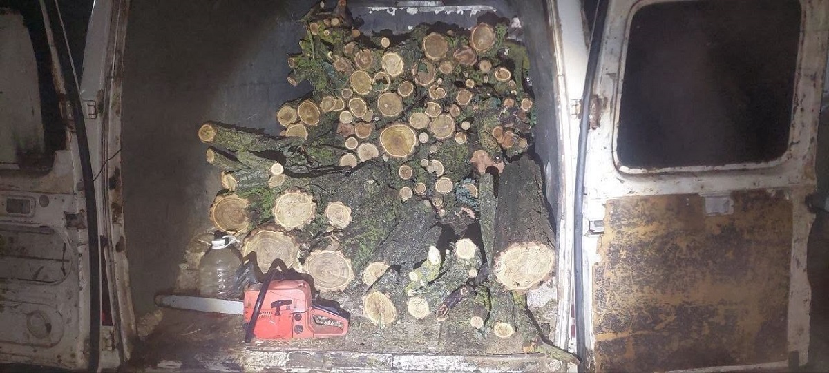 Șase cazuri de tăiere ilegală a arborilor, depistate de oamenii legii