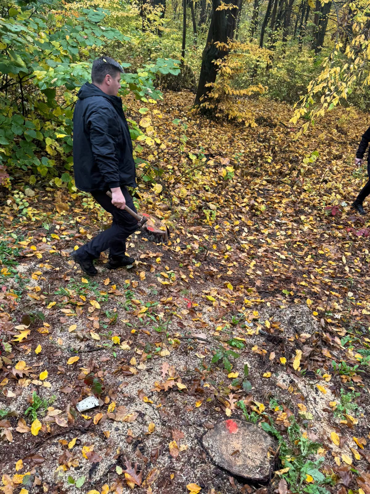 111 de arbori tăiați fără acte permisive într-o grădină publică din Edineț. Prejudiciul depășește 2,4 milioane de lei