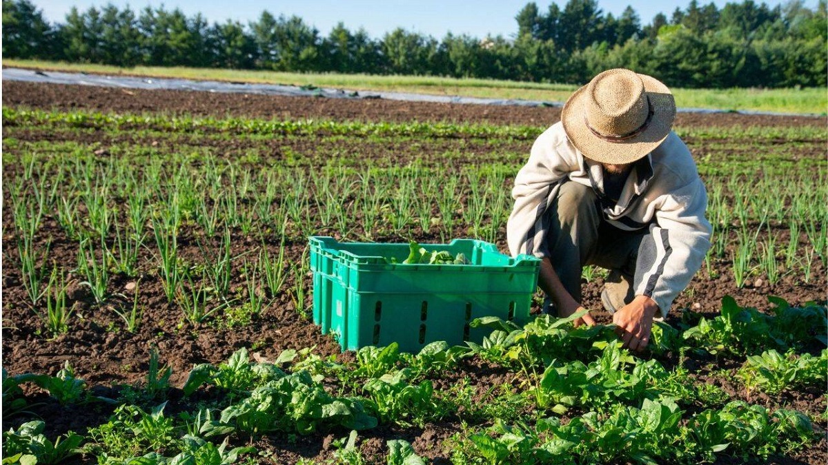 Tinerii și noii fermieri pot solicita finanțare de până la 3 milioane de lei pentru afaceri agricole