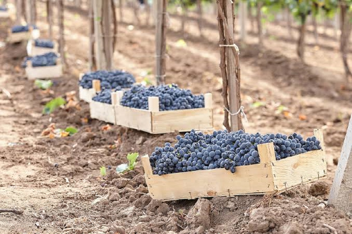 R. Moldova a exportat struguri de peste 14 milioane de euro în acest an