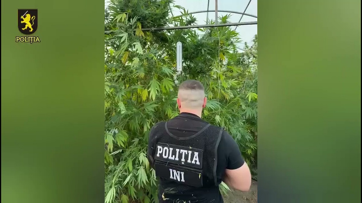 VIDEO // Droguri de circa un milion de lei, depistate de polițiști în sudul țării