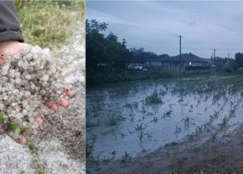 Agricultorii afectați de ploile cu grindină sunt îndemnați să contacteze autoritățile publice locale