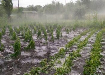 FOTO | Zeci de terenuri și livezi distruse. Grindina a făcut ravagii în mai multe localități din țară