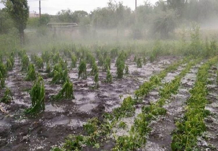 FOTO | Zeci de terenuri și livezi distruse. Grindina a făcut ravagii în mai multe localități din țară
