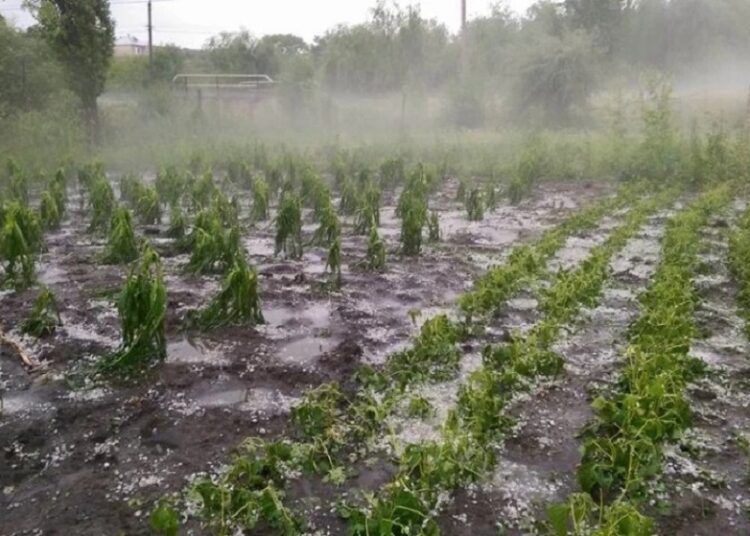 Peste 500 de hectare de culturi agricole, distruse de grindina căzută în zilele trecute