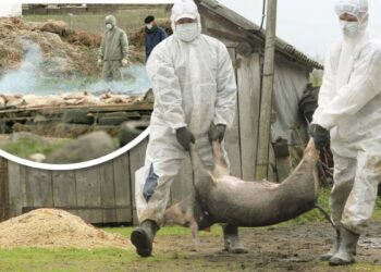 Două cazuri de pestă porcină africană, depistate în nordul țării. ANSA va oferi 50 euro celor care depistează cadavre de mistreți