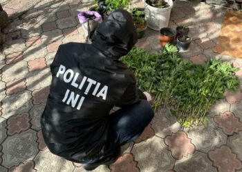 VIDEO | O grădină din Florești, transformată în teren pentru cultivarea drogurilor
