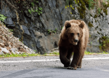 Doi moldoveni au fost atacați de un urs în România