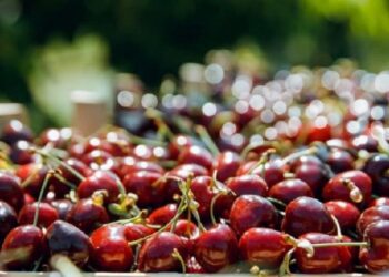 În 2023, exportul de cireșe a atins cea mai mare creștere din istoria R. Moldova