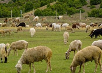 Granturi de până la 1 milion USD pentru crescătorii de ovine și caprine