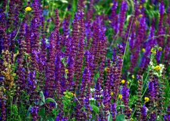 Creştinii ortodocşi sărbătoresc Duminica Pogorârii Duhului Sfânt sau Duminica Mare