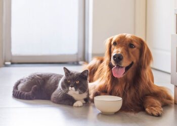 De ce animalele de companie mănâncă mai puțin pe timp de caniculă. Ce alimente le poți da și care sunt complet interzise