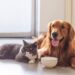De ce animalele de companie mănâncă mai puțin pe timp de caniculă. Ce alimente le poți da și care sunt complet interzise