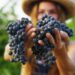De ce ne plac strugurii? Ce beneficii și ce riscuri aduc pentru sănătate