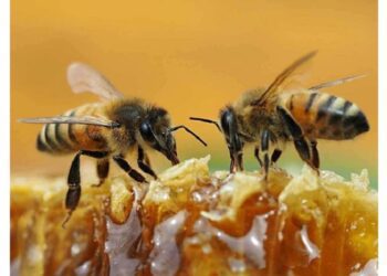 În Republica Moldova va fi marcată Ziua Națională a Albinei