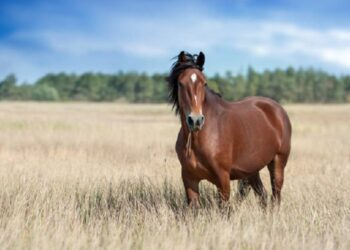 Tragedie la Orhei. Un copil a murit, după ce ar fi căzut de pe cal