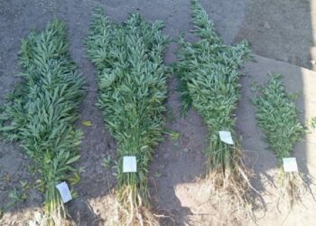 VIDEO | Percheziții și rețineri la Edineț într-un dosar de trafic de droguri. Au fost ridicate peste 300 de plante interzise