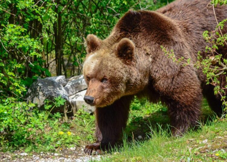 Un bărbat a fost atacat de urs în România. La mijlocul lunii iulie, o tânără de 19 ani a fost omorâtă în aceleași circumstanțe
