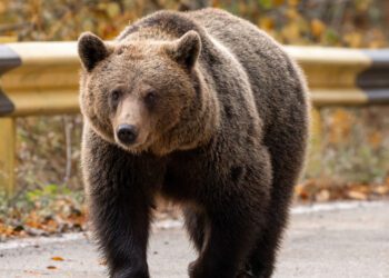 Aproape 500 de urși vor fi împușcați în România