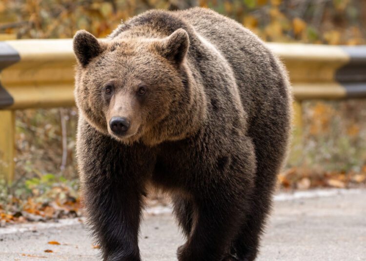 Aproape 500 de urși vor fi împușcați în România