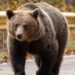 Aproape 500 de urși vor fi împușcați în România