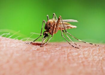 Зарегистрирован первый в этом году случай лихорадки Западного Нила в Молдове