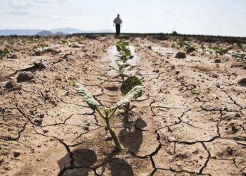 Savanții au elaborat măsuri menite să prevină și să reducă impactul secetei asupra culturilor de câmp