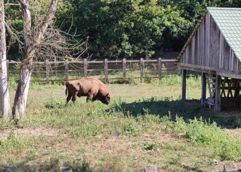 FOTO | Imagini din „Pădurea Domnească”. Rezervația a ajuns să numere opt zimbri