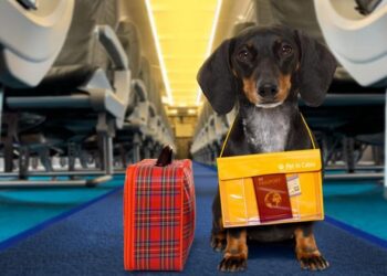 Cum traversezi frontiera cu animale de companie