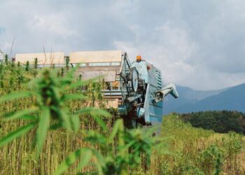 Cultivarea cânepii industriale va fi posibilă curând în R. Moldova: „O cultură ecologică și prietenoasă cu mediul”