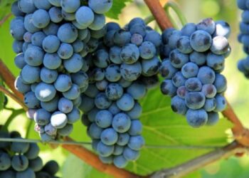 Recolta globală de struguri din Republica Moldova va scădea cu până la 35% anul acesta