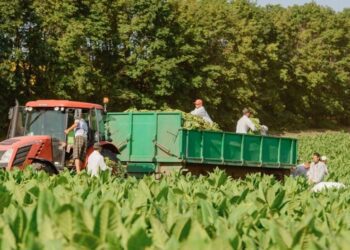 Producătorii de tutun afectați de secetă cer ajutorul autorităților