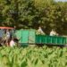 Producătorii de tutun afectați de secetă cer ajutorul autorităților