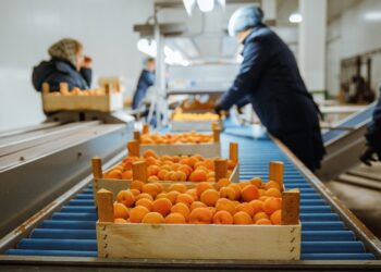 В этом сезоне Молдова экспортировала рекордные 12 тысяч тонн абрикосов, свыше 83% — на западный рынок