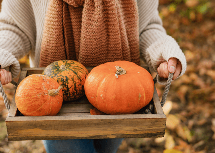 Dovleacul – leguma de sezon a toamnei. Află ce beneficii are