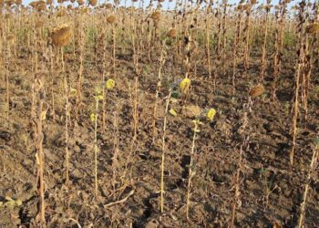 Aproximativ 12 mii de hectare de terenuri agricole au fost compromise de seceta din acest an în proporție de 70 – 100%