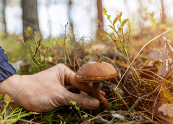 ATENȚIE! Nu procurați ciuperci de la vânzători neautorizați. ANSA vine cu precizări