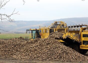 Autorităţile caută soluții care să sprijine sectorul sfeclei de zahăr