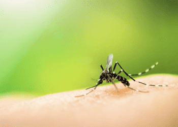Alte două cazuri de infecție cu virusul West Nile în R. Moldova