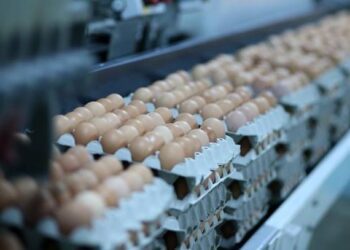 Primul producător din R. Moldova a obținut dreptul de a exporta ouă de consum pe piața din Uniunea Europeană