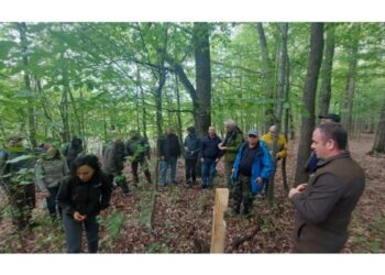 Silvicultorii din Republica Moldova și România au elaborat un program pentru protecția pădurilor