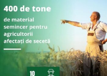 Agricultorii care au suferit pierderi de peste 70% din cauza secetei pot accesa sprijinul de 400 tone de semințe de grâu