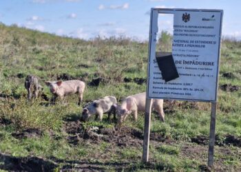 FOTO // Edineţ: Aproape trei hectare de pădure tânără a fost distrusă din cauza pășunatului ilicit