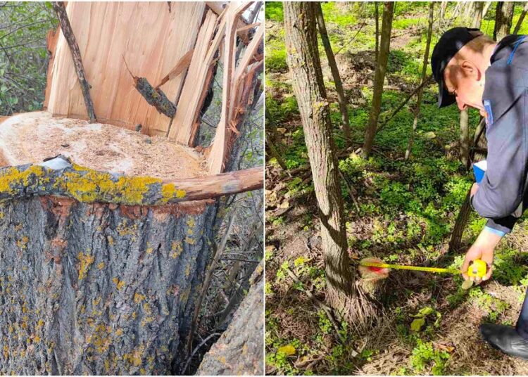 FOTO // Tăieri ilegale la Dondușeni, dar și în alte raioane din țară