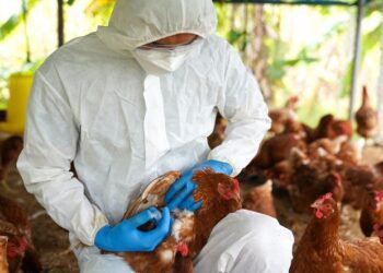 Cinci focare de gripă aviară, înregistrate săptămâna trecută în Republica Moldova